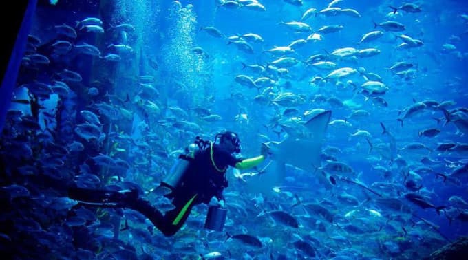 Dubai Aquarium and Underwater Zoo Ticket