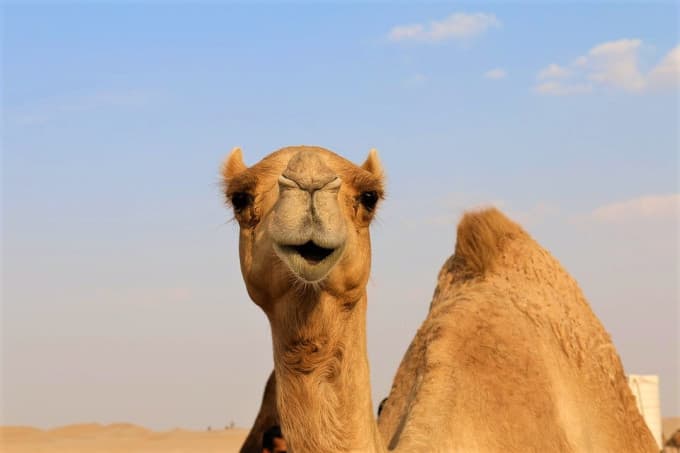 Morning Desert Safari Tour from Dubai