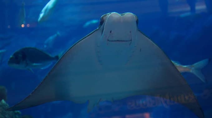 Dubai Aquarium and Underwater Zoo Ticket