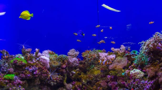 Dubai Aquarium and Underwater Zoo Ticket