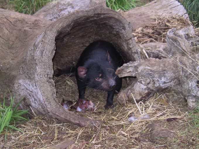 Richmond Village and Bonorong Wildlife Sanctuary Tour