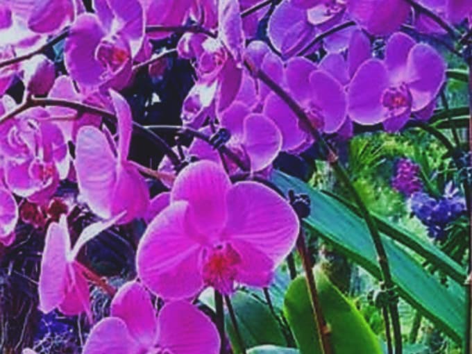 Merlion Park, National Orchid Garden, and Little India Tour