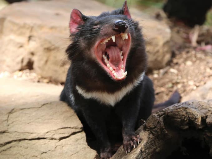 Richmond Village and Bonorong Wildlife Sanctuary Tour